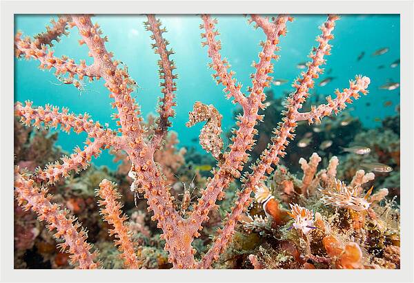 Pygmy Seahorse Among Coral