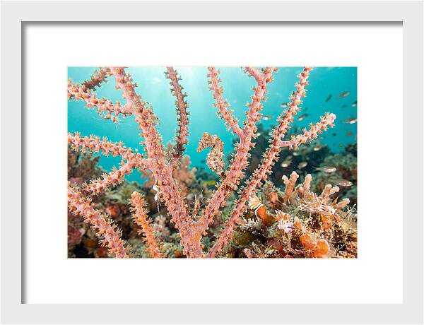 Pygmy Seahorse Among Coral