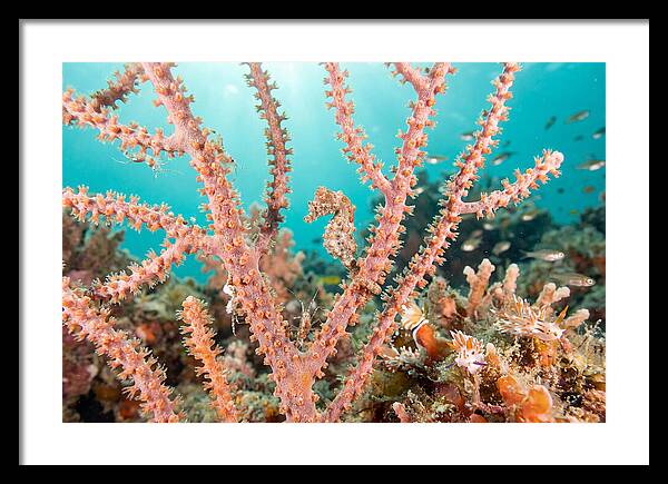 Pygmy Seahorse Among Coral