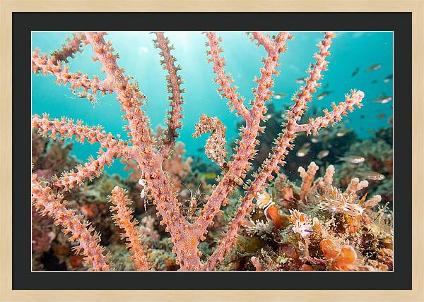 Pygmy Seahorse Among Coral