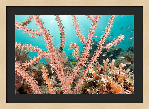 Pygmy Seahorse Among Coral
