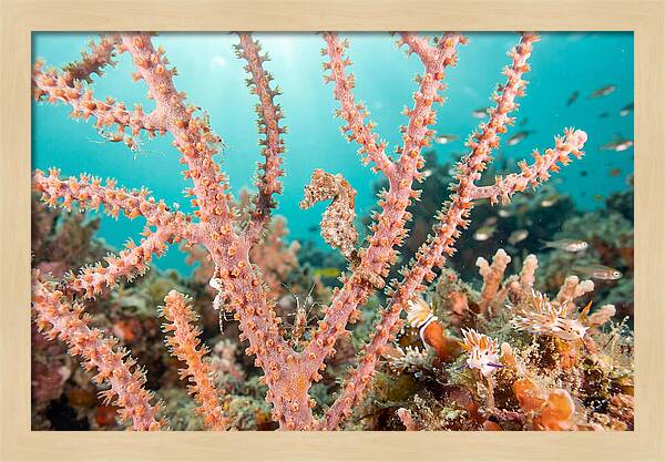 Pygmy Seahorse Among Coral