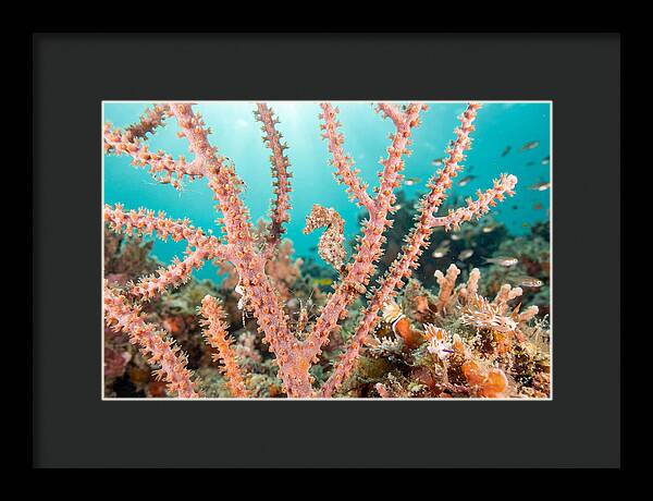 Pygmy Seahorse Among Coral