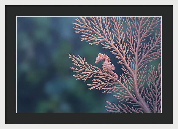 Pygmy Seahorse Camouflaged On Coral