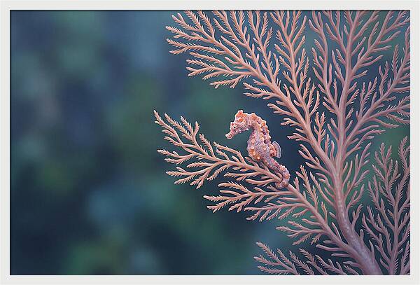 Pygmy Seahorse Camouflaged On Coral