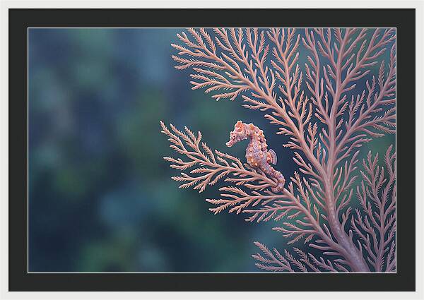 Pygmy Seahorse Camouflaged On Coral