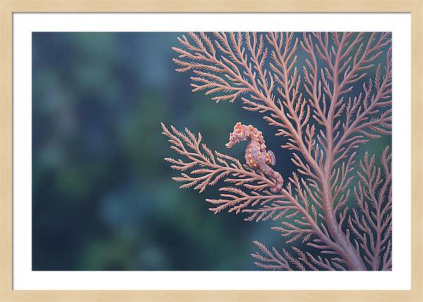 Pygmy Seahorse Camouflaged On Coral