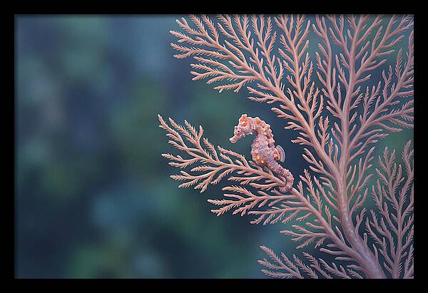 Pygmy Seahorse Camouflaged On Coral