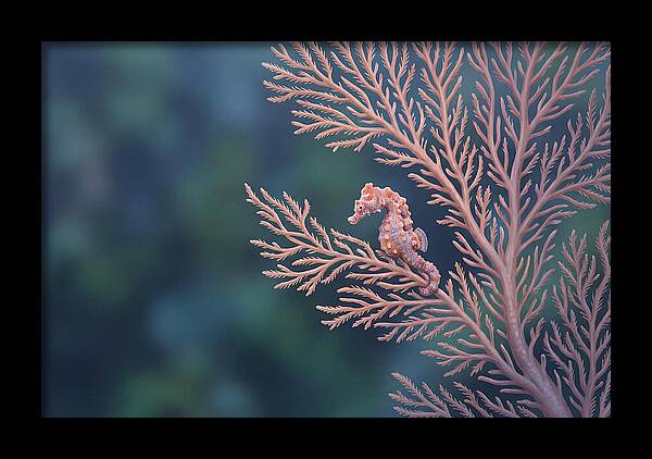 Pygmy Seahorse Camouflaged On Coral