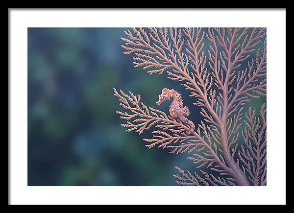 Pygmy Seahorse Camouflaged On Coral