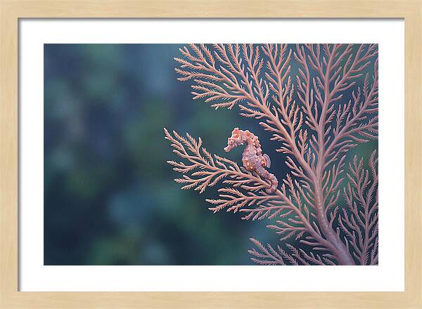 Pygmy Seahorse Camouflaged On Coral