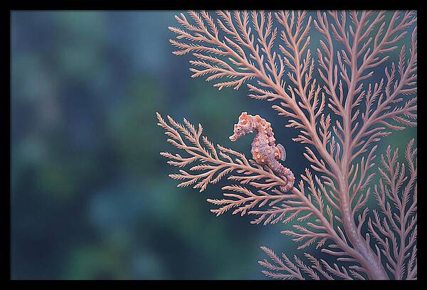 Pygmy Seahorse Camouflaged On Coral