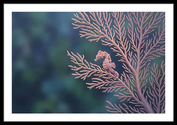 Pygmy Seahorse Camouflaged On Coral