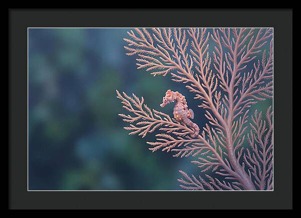 Pygmy Seahorse Camouflaged On Coral