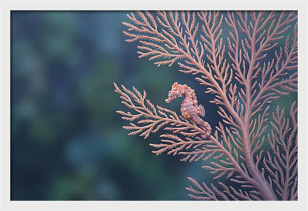 Pygmy Seahorse Camouflaged On Coral