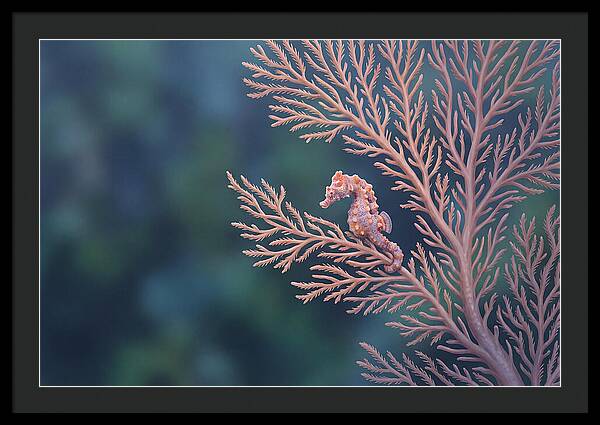 Pygmy Seahorse Camouflaged On Coral