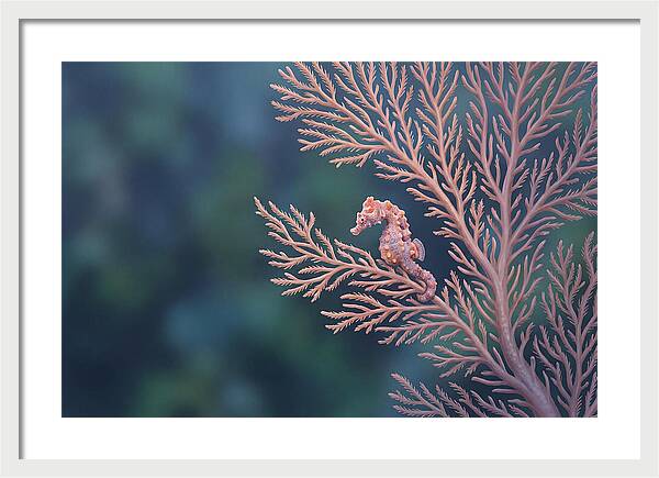 Pygmy Seahorse Camouflaged On Coral