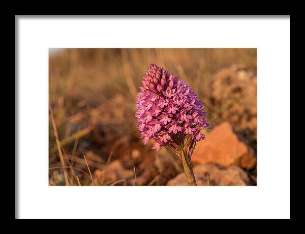 Pyramidal Orchid Blossom