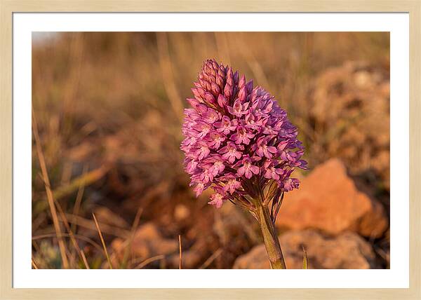 Pyramidal Orchid Blossom