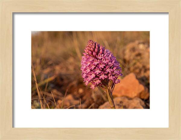 Pyramidal Orchid Blossom