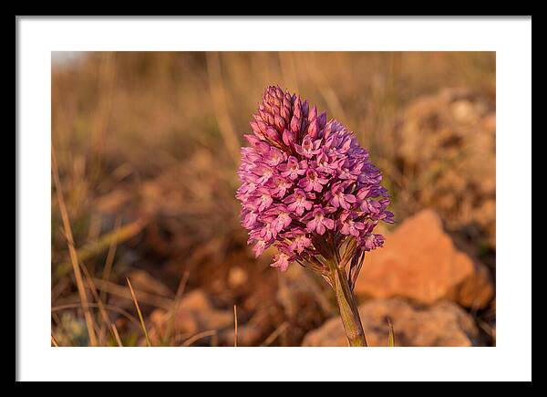 Pyramidal Orchid Blossom