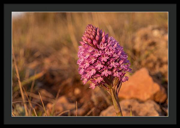 Pyramidal Orchid Blossom