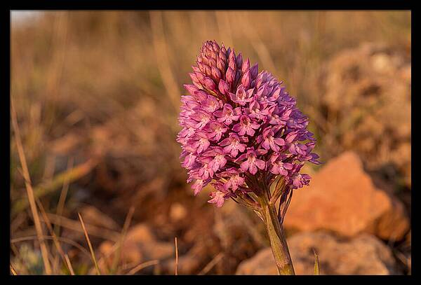 Pyramidal Orchid Blossom