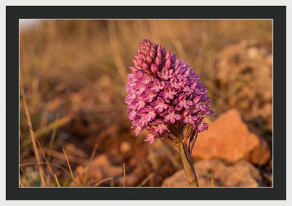 Pyramidal Orchid Blossom