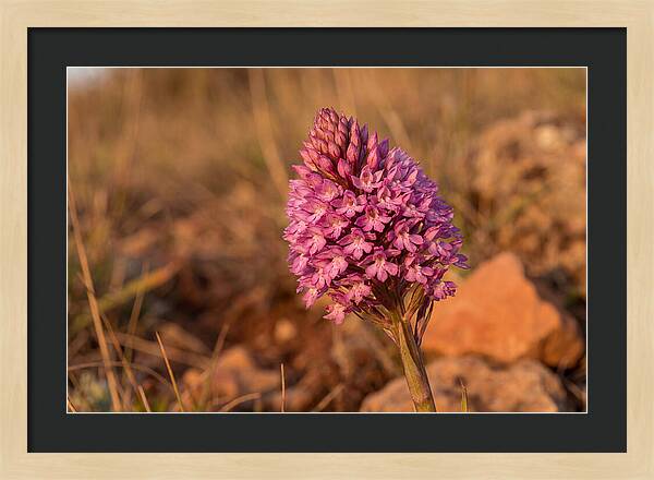 Pyramidal Orchid Blossom