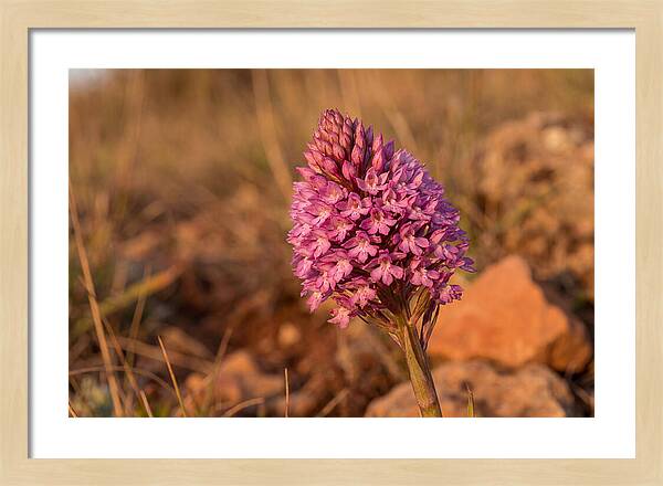 Pyramidal Orchid Blossom