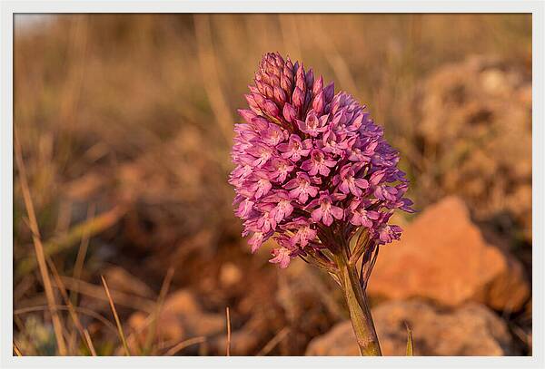Pyramidal Orchid Blossom