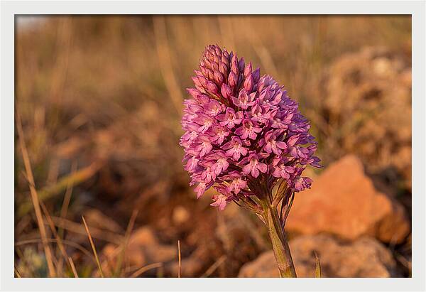 Pyramidal Orchid Blossom