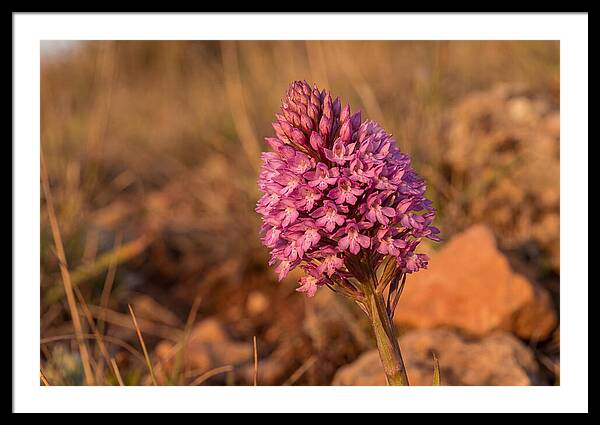 Pyramidal Orchid Blossom