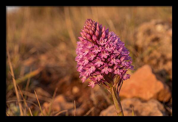 Pyramidal Orchid Blossom