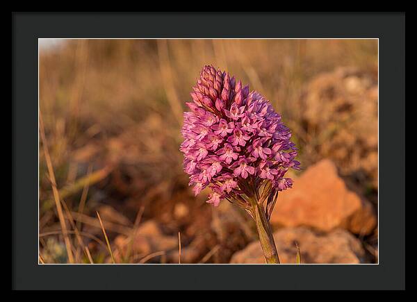 Pyramidal Orchid Blossom