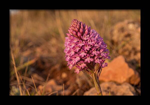Pyramidal Orchid Blossom