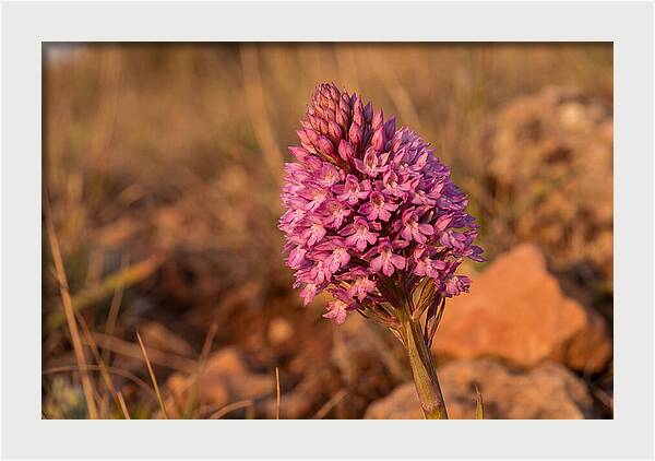 Pyramidal Orchid Blossom