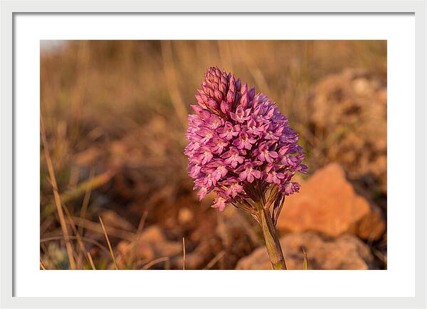 Pyramidal Orchid Blossom