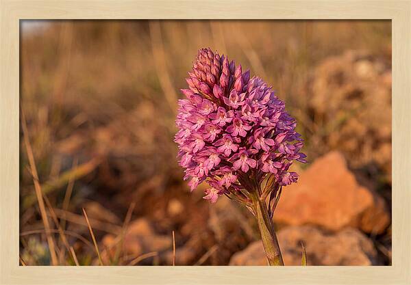 Pyramidal Orchid Blossom