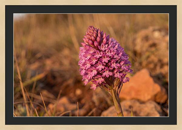Pyramidal Orchid Blossom