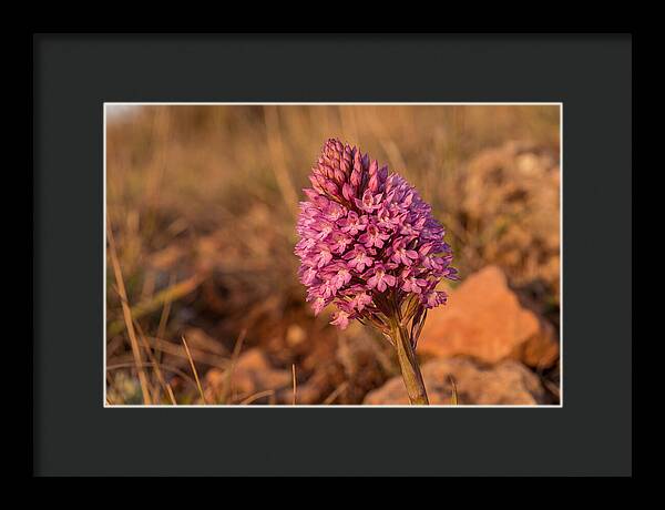 Pyramidal Orchid Blossom