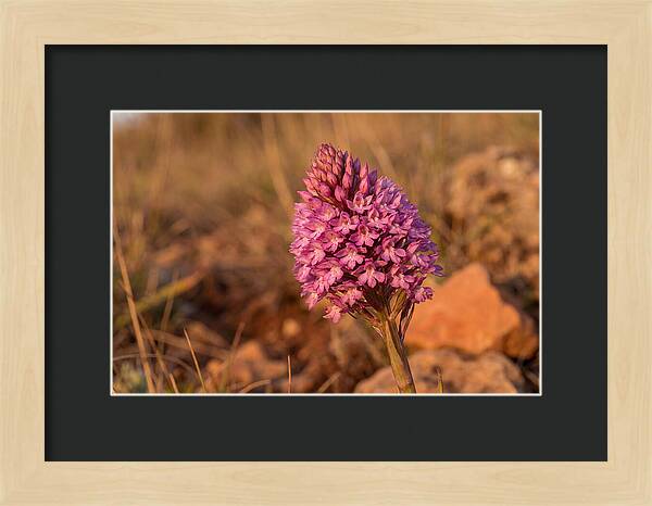 Pyramidal Orchid Blossom