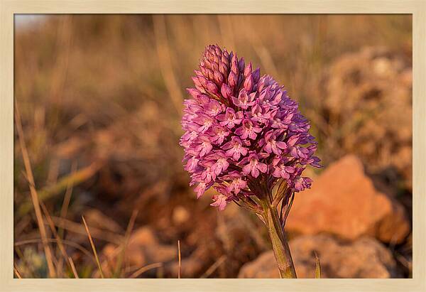 Pyramidal Orchid Blossom