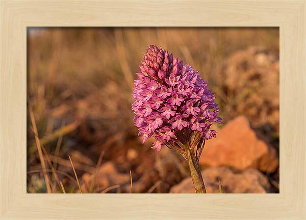 Pyramidal Orchid Blossom