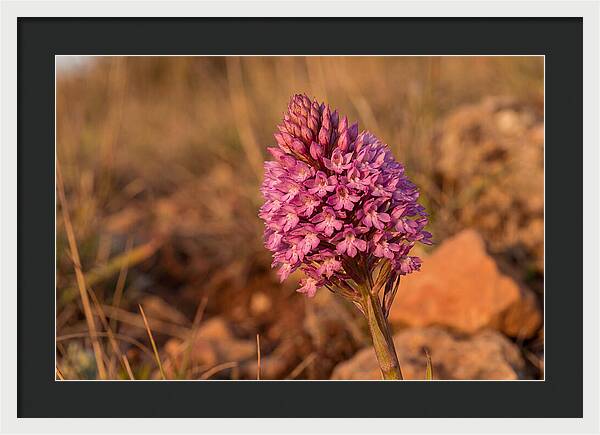 Pyramidal Orchid Blossom