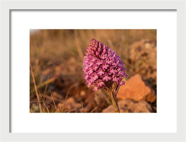 Pyramidal Orchid Blossom