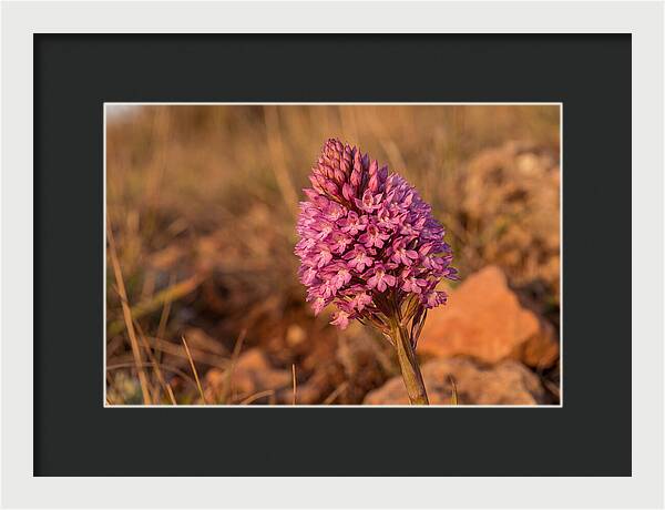 Pyramidal Orchid Blossom