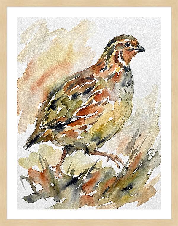 Quail In Watercolor Harmony