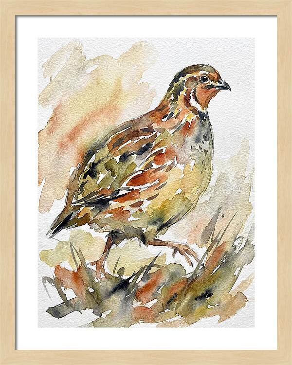 Quail In Watercolor Harmony