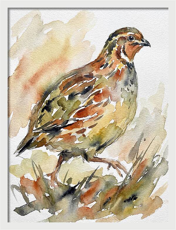 Quail In Watercolor Harmony